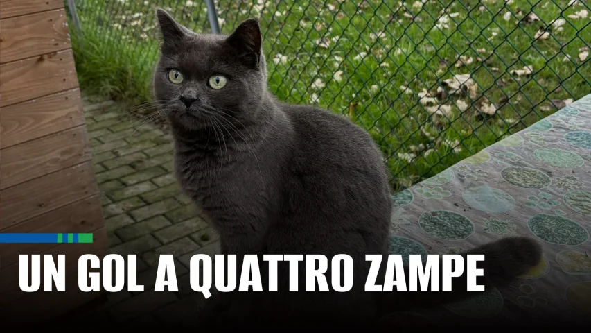 Un gol a quattro zampe | Vi presentiamo Palapa