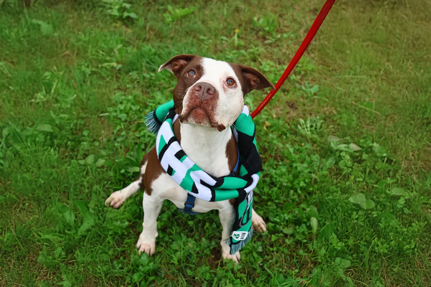 Pitbull di nome Thor con una sciarpa del Sassuolo. È uno degli animali in adozione del progetto Un gol a 4 zampe.